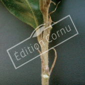 Quercus ilex bourgeon axillaire