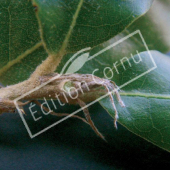 Quercus ilex bourgeon terminal