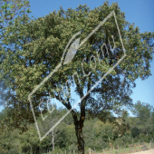 Quercus ilex entier persistant