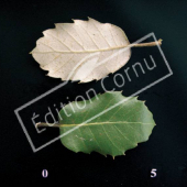 Quercus ilex feuille CM