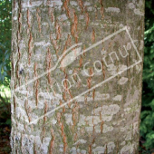 Quercus palustris tronc