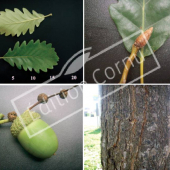 Quercus petraea 4 photos