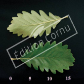 Quercus petraea CM