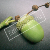 Quercus petraea fruit seul