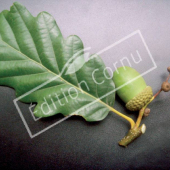 Quercus petraea fruit