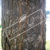 Quercus petraea tronc