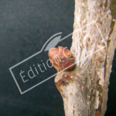 Quercus robur bourgeon axillaire