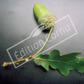 Quercus robur fruit