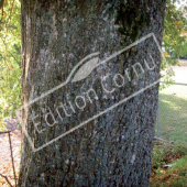 Quercus robur tronc