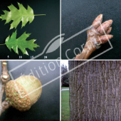 Quercus rubra 4 photos