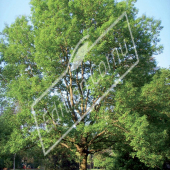 Quercus rubra entier été