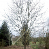 Quercus rubra entier hiver
