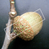 Quercus rubra fruit