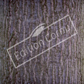 Quercus rubra tronc