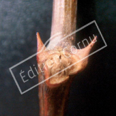 Robinia pseudoacacia bourgeon axillaire