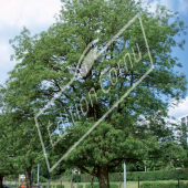 Robinia pseudoacacia entier été