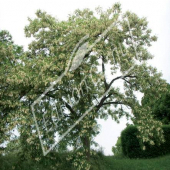 Robinia pseudoacacia entier fleuri