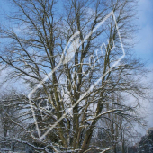 Robinia pseudoacacia entier hiver