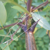 Robinia pseudoacacia epines