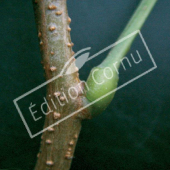 Robinia pseudoacacia rameau