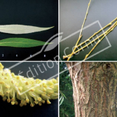 Salix alba ‘Tristis’ 4 photos