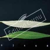 Salix alba ‘Tristis’ CM