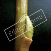 Salix alba ‘Tristis’ bourgeon axillaire