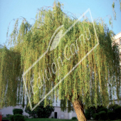 Salix alba ‘Tristis’ entier été