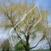 Salix alba ‘Tristis’ entier hiver