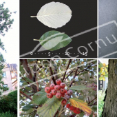 Sorbus aria 5 photos