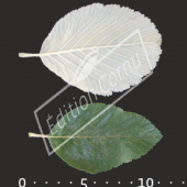 Sorbus aria feuille CM