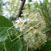 Sorbus aria fleurs