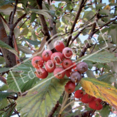 Sorbus aria fruit