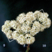 Sorbus aucuparia fleur