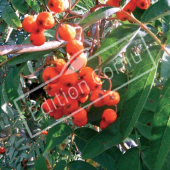 Sorbus aucuparia fruit