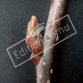 Sorbus intermedia bourgeon axillaire