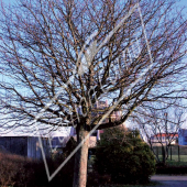 Sorbus intermedia entier hiver