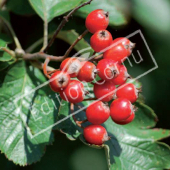 Sorbus intermedia fruit