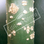 Styphnolobium japonicum rameau