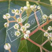 Tetradium daniellii fleur