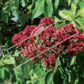 Tetradium daniellii fruit