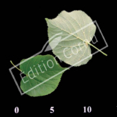 Tilia cordata CM