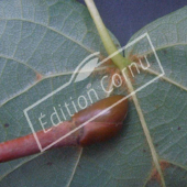 Tilia cordata feuille et bourgeon