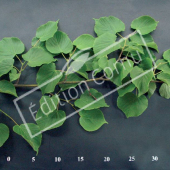 Tilia cordata rameau