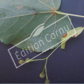 tilia cordata feuille et fruit