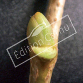 Tilia henryana bourgeon axillaire