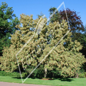 Tilia henryana entier fleur