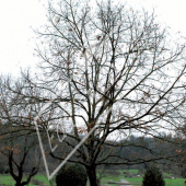 Tilia henryana entier hiver