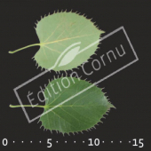 Tilia henryana feuille CM