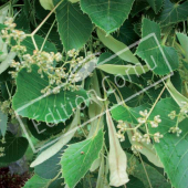 Tilia henryana fleur